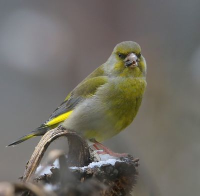 Groenling - European Greenfinch
