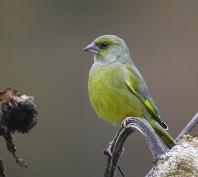 Groenling - European Greenfinch