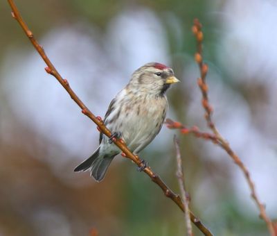 Grote Barmsijs - Mealy Redpoll