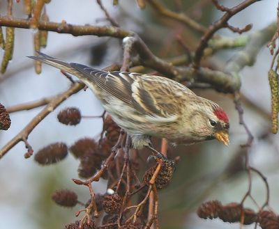 Grote Barmsijs - Mealy Redpoll