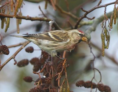 Grote Barmsijs - Mealy Redpoll