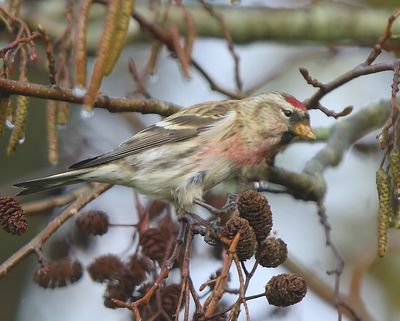 Grote Barmsijs - Mealy Redpoll