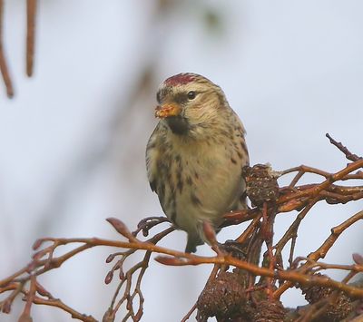 Grote Barmsijs - Mealy Redpoll