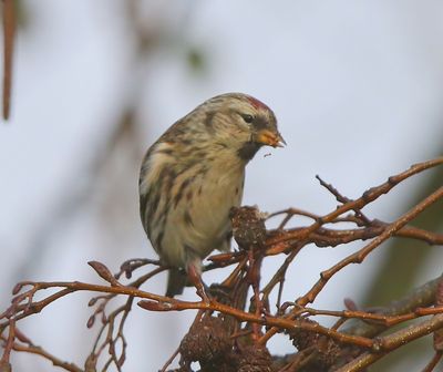 Grote Barmsijs - Mealy Redpoll