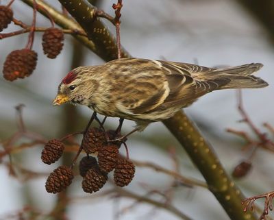 Grote Barmsijs - Mealy Redpoll
