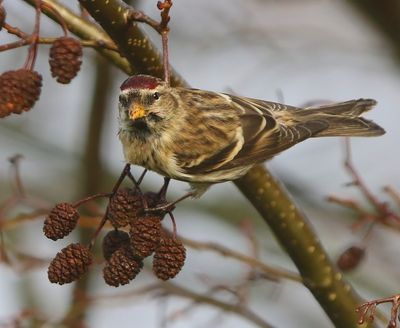 Grote Barmsijs - Mealy Redpoll