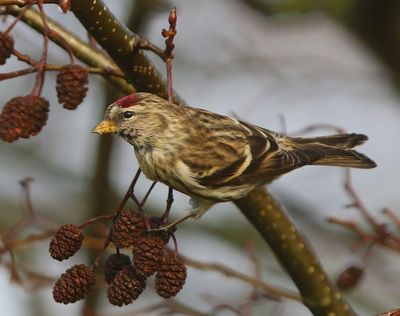 Grote Barmsijs - Mealy Redpoll
