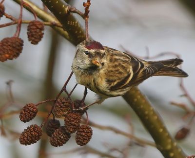Grote Barmsijs - Mealy Redpoll