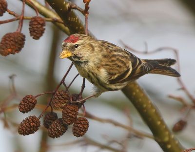 Grote Barmsijs - Mealy Redpoll