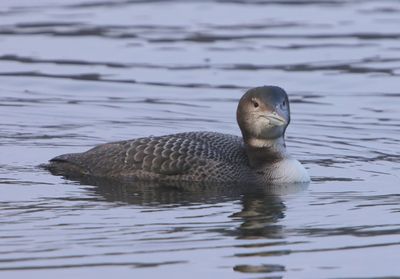 IJsduiker - Great Northern Loon