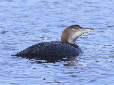 IJsduiker - Great Northern Loon