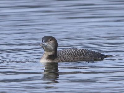 IJsduiker - Great Northern Loon