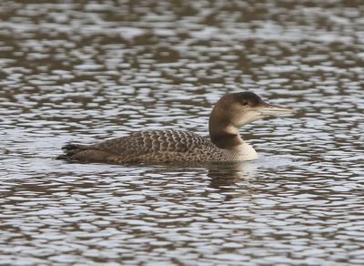 IJsduiker - Great Northern Loon