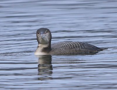 IJsduiker - Great Northern Loon