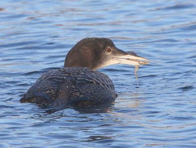 IJsduiker - Great Northern Loon