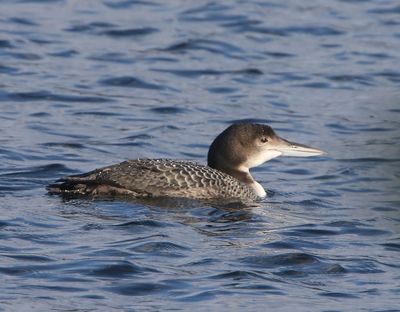 IJsduiker - Great Northern Loon