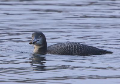 IJsduiker - Great Northern Loon