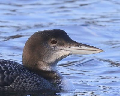 IJsduiker - Great Northern Loon
