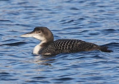 IJsduiker - Great Northern Loon