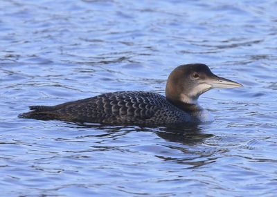 IJsduiker - Great Northern Loon