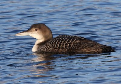 IJsduiker - Great Northern Loon