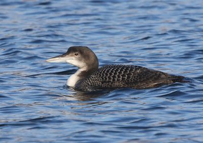 IJsduiker - Great Northern Loon