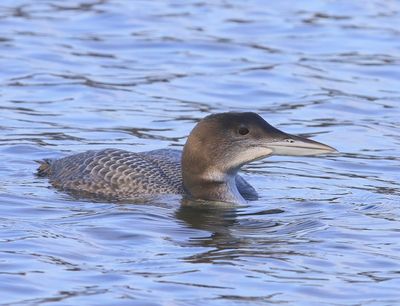 IJsduiker - Great Northern Loon