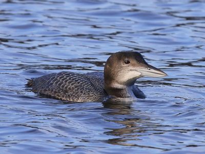 IJsduiker - Great Northern Loon