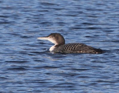 IJsduiker - Great Northern Loon