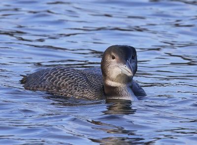 IJsduiker - Great Northern Loon
