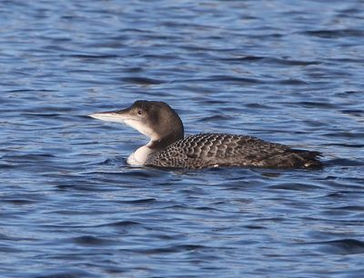 IJsduiker - Great Northern Loon