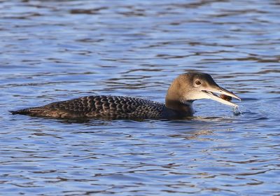IJsduiker - Great Northern Loon