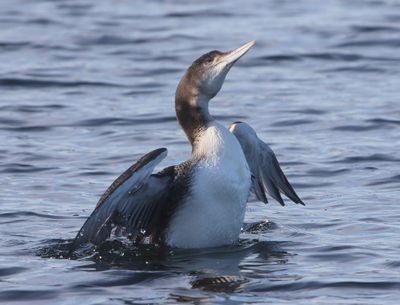 IJsduiker - Great Northern Loon