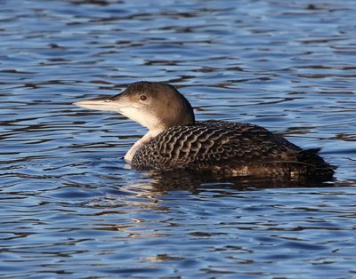 IJsduiker - Great Northern Loon