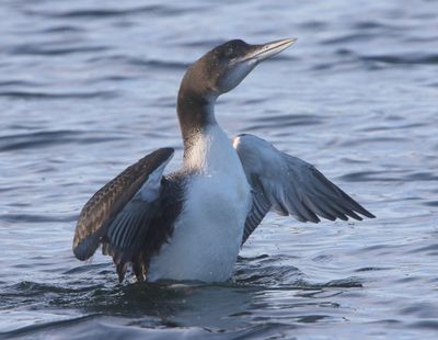 IJsduiker - Great Northern Loon