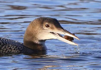 IJsduiker - Great Northern Loon