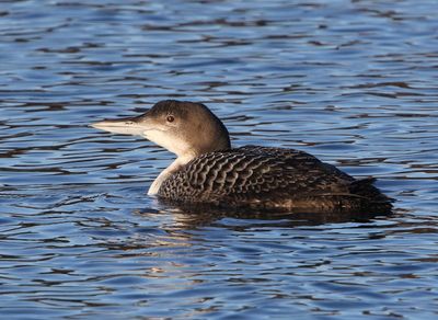 IJsduiker - Great Northern Loon