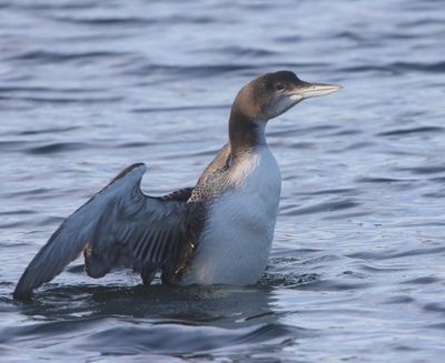 IJsduiker - Great Northern Loon