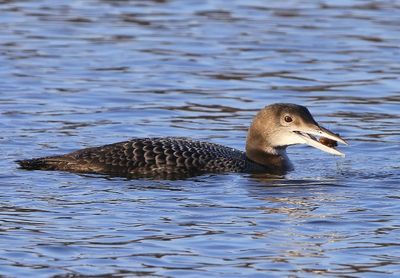 IJsduiker - Great Northern Loon