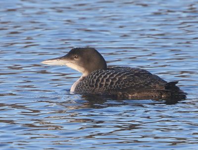 IJsduiker - Great Northern Loon
