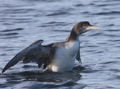 IJsduiker - Great Northern Loon