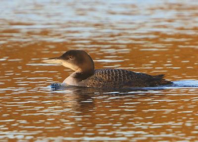 IJsduiker - Great Northern Loon
