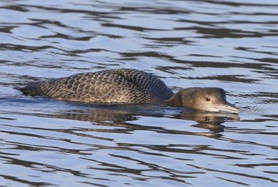 IJsduiker - Great Northern Loon