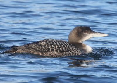 IJsduiker - Great Northern Loon