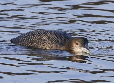 IJsduiker - Great Northern Loon
