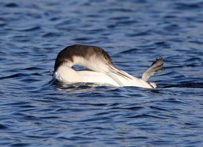 IJsduiker - Great Northern Loon
