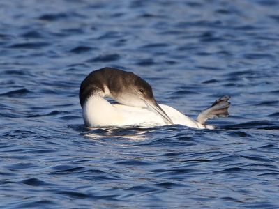 IJsduiker - Great Northern Loon