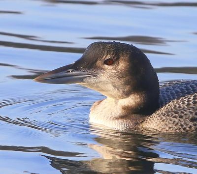 IJsduiker - Great Northern Loon