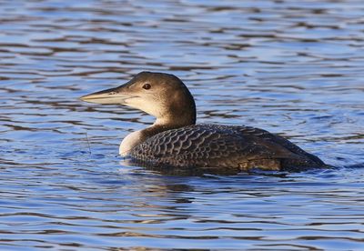 IJsduiker - Great Northern Loon