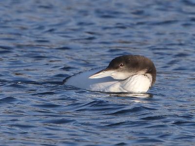 IJsduiker - Great Northern Loon
